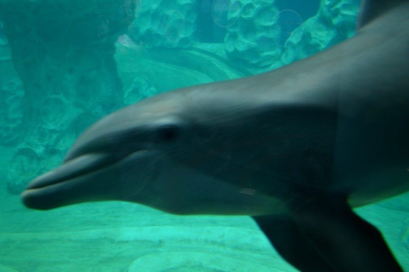 Blog mode melo l imparfaite dauphin aquarium atlanta