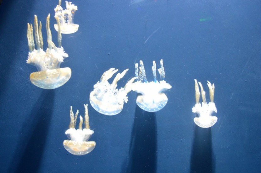 Blog mode melo l imparfaite méduses aquarium atlanta