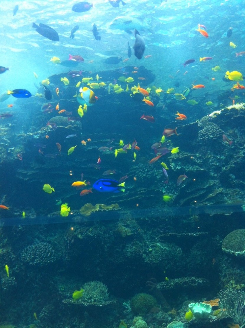 Blog mode melo l imparfaite poissons aquarium atlanta