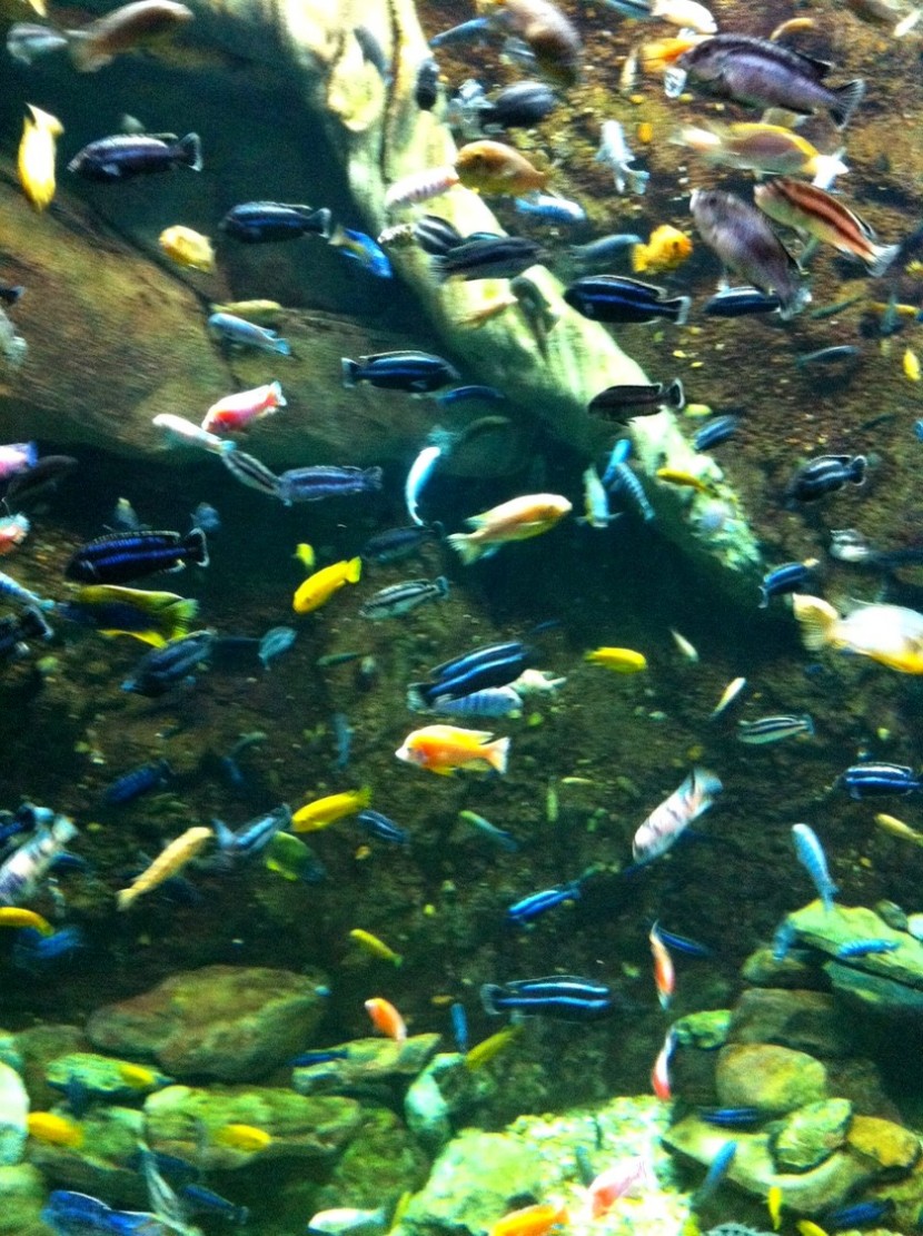 Blog mode melo l imparfaite poissons multiples aquarium atlanta