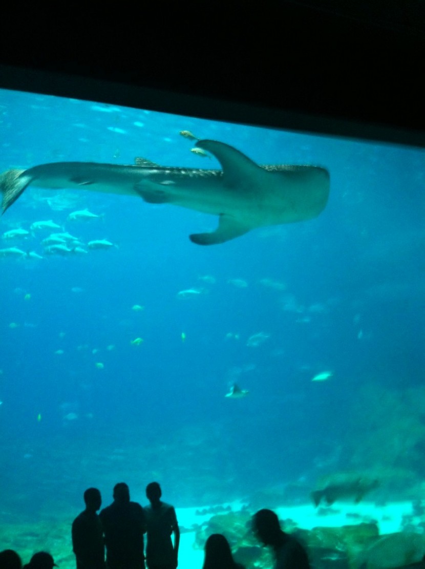 Blog mode melo l imparfaite requin baleine aquarium atlanta