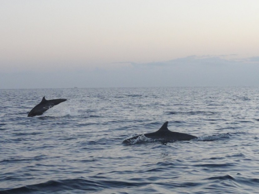 Blog mode Mélo l'imparfaite Voyage Bali Lovina dauphins