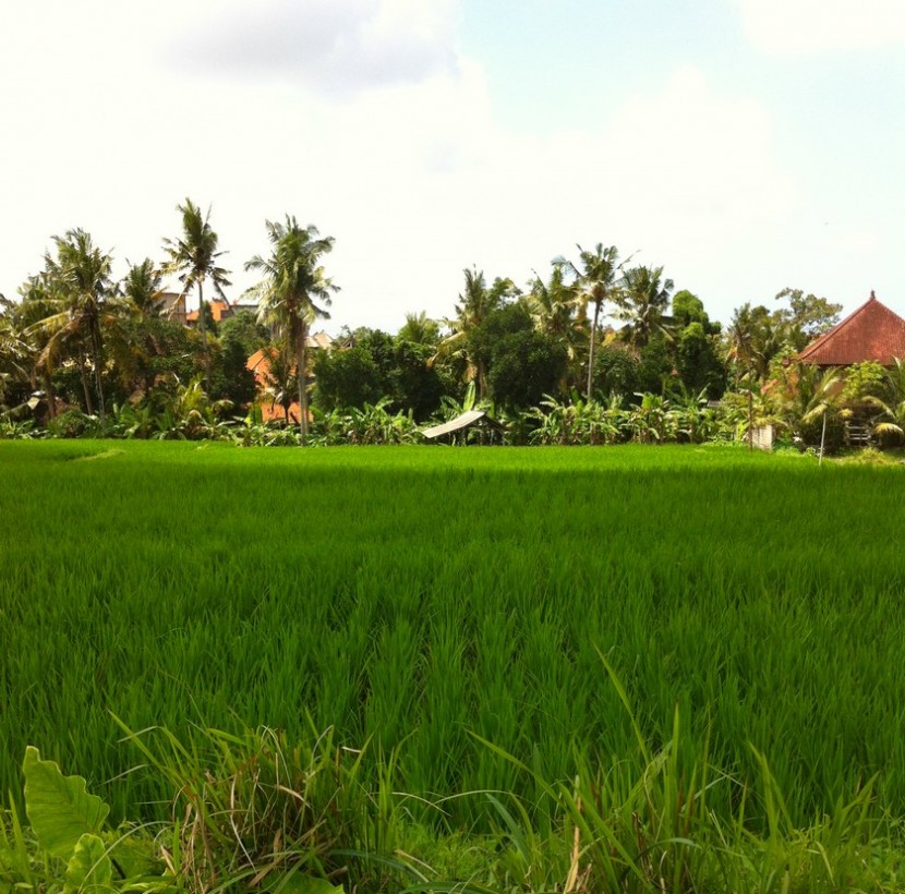 rizières ubud