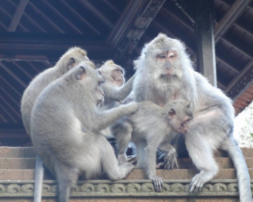 singes monkey forest blog mode melo limparfaite